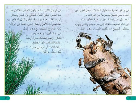 DK Super Readers Level 3 Ant Antics (Arabic translation) - Retail Maharaj