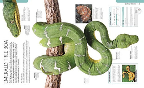 Snake: The Essential Visual Guide - Retail Maharaj