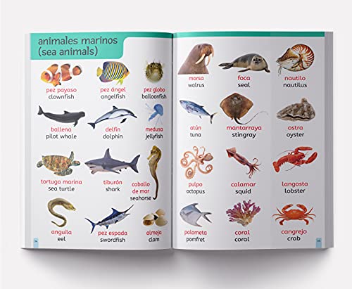 My First 1000 English-Espaňol Words: Early Learning Bilingual Picture Book For Kids - Retail Maharaj