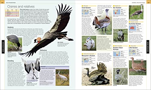 Bird: The Definitive Visual Guide - Retail Maharaj