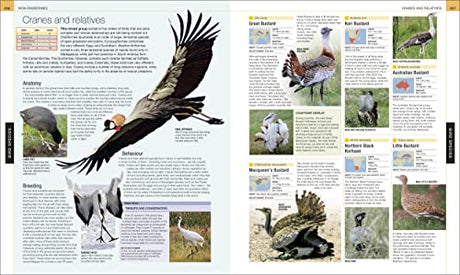 Bird: The Definitive Visual Guide - Retail Maharaj