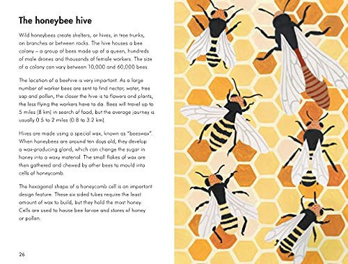 A Ladybird Book: Insects and Minibeasts - Retail Maharaj