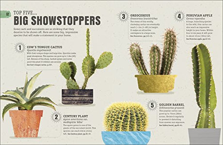 Happy Cactus - Retail Maharaj
