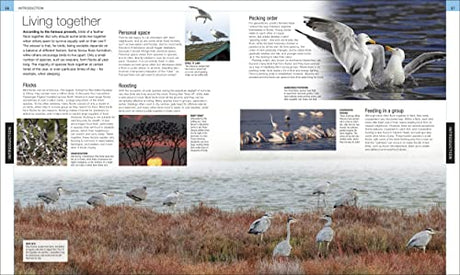 Bird: The Definitive Visual Guide - Retail Maharaj