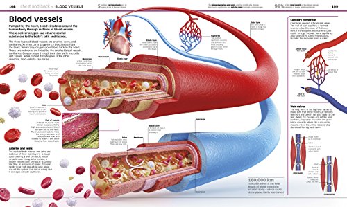 Knowledge Encyclopedia: Human Body!: Your Amazing Body As You've Never Seen It Before - Retail Maharaj