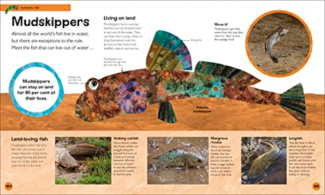 The Very Hungry Caterpillar's Very First Animal Encyclopedia: An Introduction to Animals, For VERY Hungry Young Minds (The Very Hungry Caterpillar Encyclopedias) - Retail Maharaj