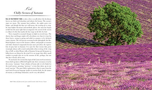 Trees: Between Earth and Heaven - Retail Maharaj