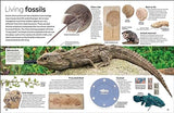 Fossil (Eyewitness) (DK Eyewitness) - Retail Maharaj