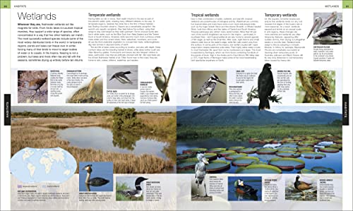 Bird: The Definitive Visual Guide - Retail Maharaj