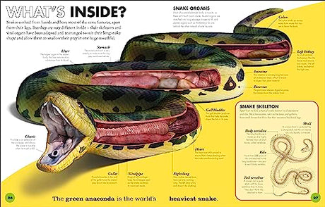 Everything You Need to Know About Snakes: And Other Scaly Reptiles - Retail Maharaj