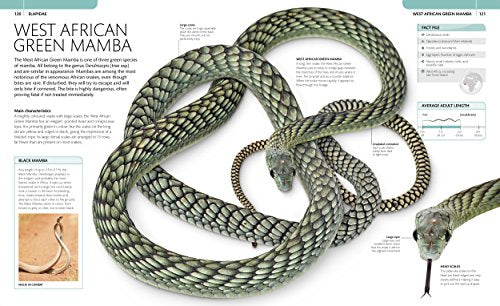 Snake: The Essential Visual Guide - Retail Maharaj