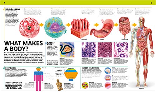 Knowledge Encyclopedia: Human Body!: Your Amazing Body As You've Never Seen It Before - Retail Maharaj