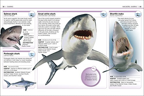 Pocket Eyewitness Sharks: Facts at Your Fingertips - Retail Maharaj