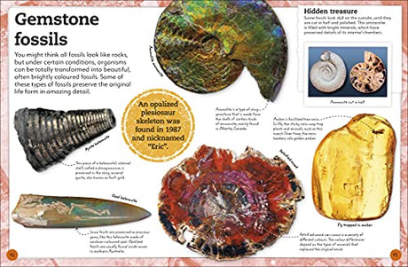 My Book of Fossils - Retail Maharaj