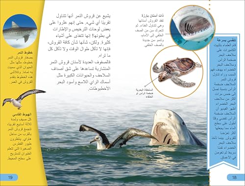 DK Super Readers Level 4 Shark Apex Predator (Arabic translation) - Retail Maharaj