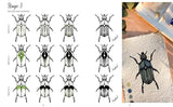 The Kew Book of Drawing Flora & Fauna: 20 Stunning Step-by-Step Tutorials - Retail Maharaj