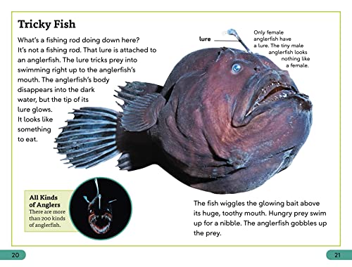 DK Super Readers Level 3 Deep-Sea Creatures - Retail Maharaj