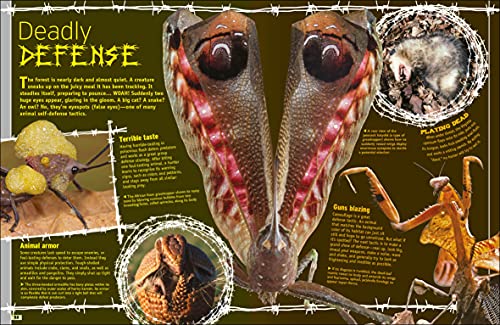 The Animal Book - Retail Maharaj