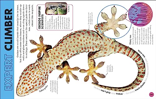 Everything You Need to Know About Snakes: And Other Scaly Reptiles - Retail Maharaj