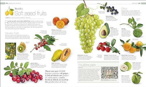 Plants and Fungi: The Definitive Visual Guide - Retail Maharaj
