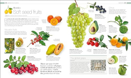 Plants and Fungi: The Definitive Visual Guide - Retail Maharaj