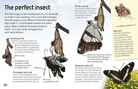 Butterflies and Moths: Explore Nature with Fun Facts and Activities (Nature Explorers) - Retail Maharaj