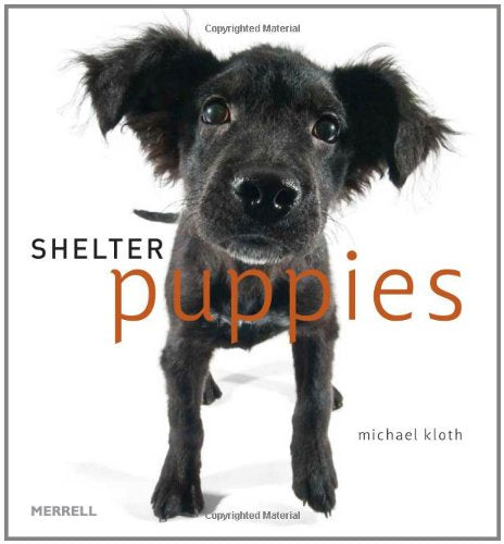 Shelter Puppies - Retail Maharaj