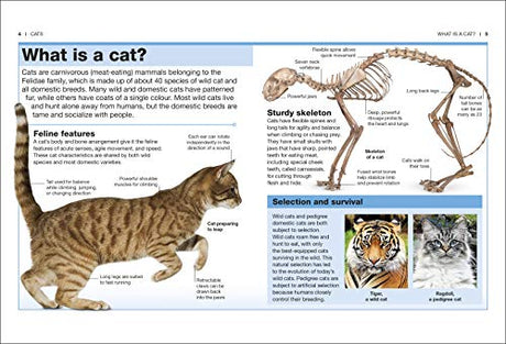 Cats: Facts at Your Fingertips - Retail Maharaj