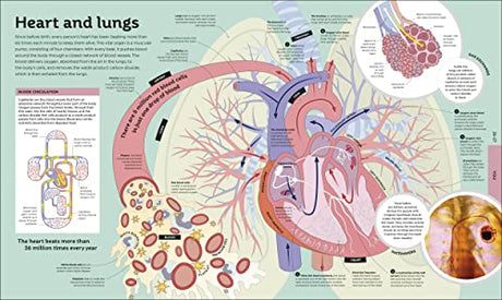 How Everything Works: From Brain Cells to Black Holes - Retail Maharaj