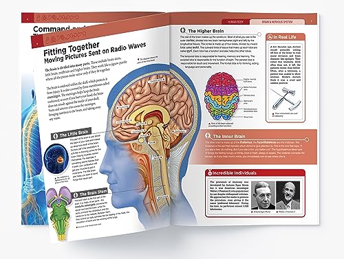 Human Body - Brain And Nervous System: Knowledge Encyclopedia For Children - Retail Maharaj
