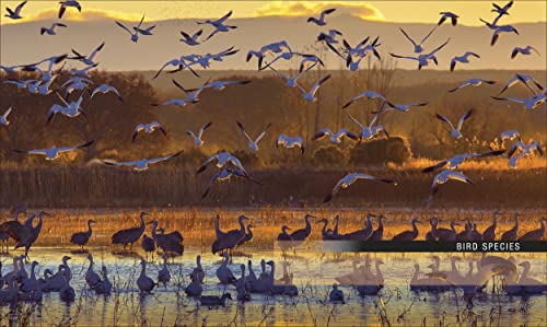 Bird: The Definitive Visual Guide - Retail Maharaj