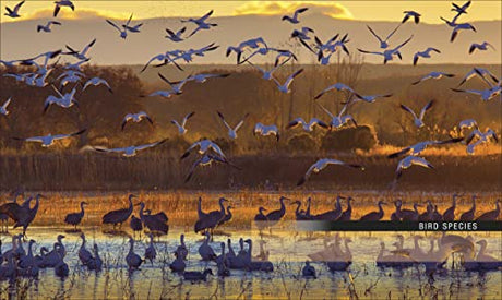 Bird: The Definitive Visual Guide - Retail Maharaj