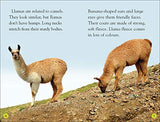 Llamas - Retail Maharaj