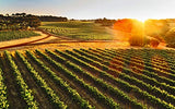 Through the Cellar Door: Australia's Beautiful Wineries and Vineyards, Their Design and Architecture - Retail Maharaj