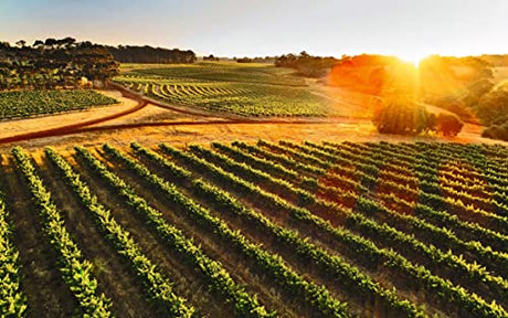 Through the Cellar Door: Australia's Beautiful Wineries and Vineyards, Their Design and Architecture - Retail Maharaj