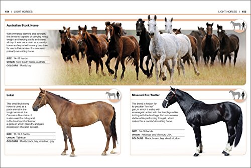 HORSES - Retail Maharaj