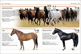 HORSES - Retail Maharaj