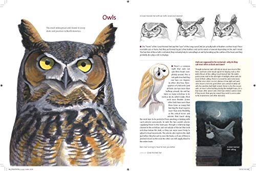 What It's Like to Be a Bird: From Flying to Nesting, Eating to Singing--What Birds Are Doing, and Why - Retail Maharaj