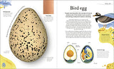 Nature's Treasures: Tales Of More Than 100 Extraordinary Objects From Nature - Retail Maharaj