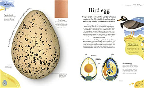 Nature's Treasures: Tales Of More Than 100 Extraordinary Objects From Nature - Retail Maharaj