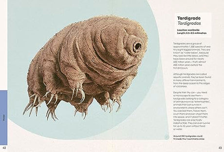 Ben Rothery's Weird and Wonderful Animals - Retail Maharaj