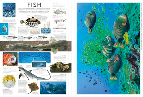 Eyewitness Encyclopedia Poster Book: More Than 30 Reversible Tear-Out Posters (DK Eyewitness) - Retail Maharaj
