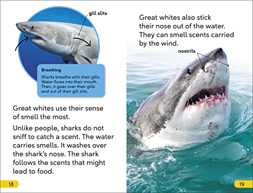 DK Super Readers Level 2 Great White Sharks - Retail Maharaj