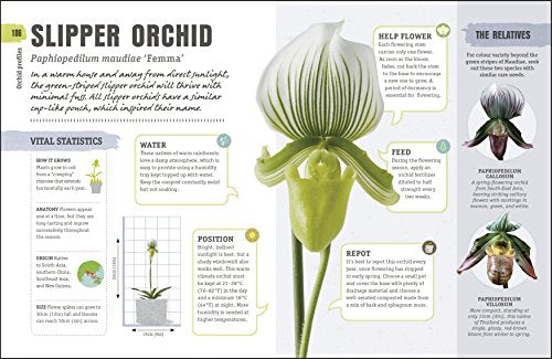 Happy Orchid - Retail Maharaj