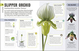 Happy Orchid - Retail Maharaj