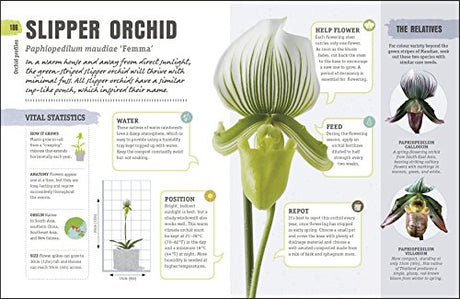 Happy Orchid - Retail Maharaj