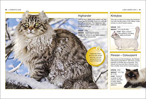 Cats: Facts at Your Fingertips - Retail Maharaj