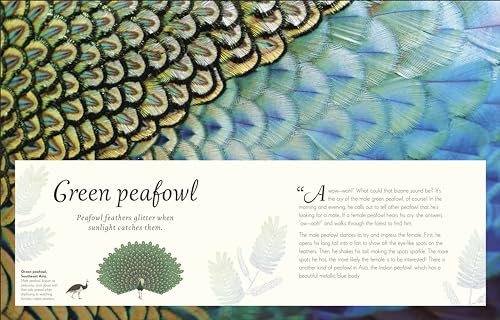 An Anthology of Exquisite Birds - Retail Maharaj