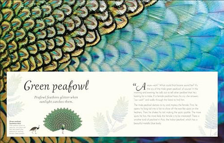 An Anthology of Exquisite Birds - Retail Maharaj