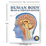 Human Body - Brain And Nervous System: Knowledge Encyclopedia For Children - Retail Maharaj